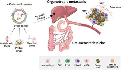 Emerging roles of mesenchymal stem cell-derived exosomes in gastrointestinal cancers